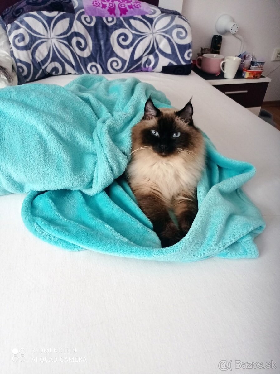 Kocúr Ragdol