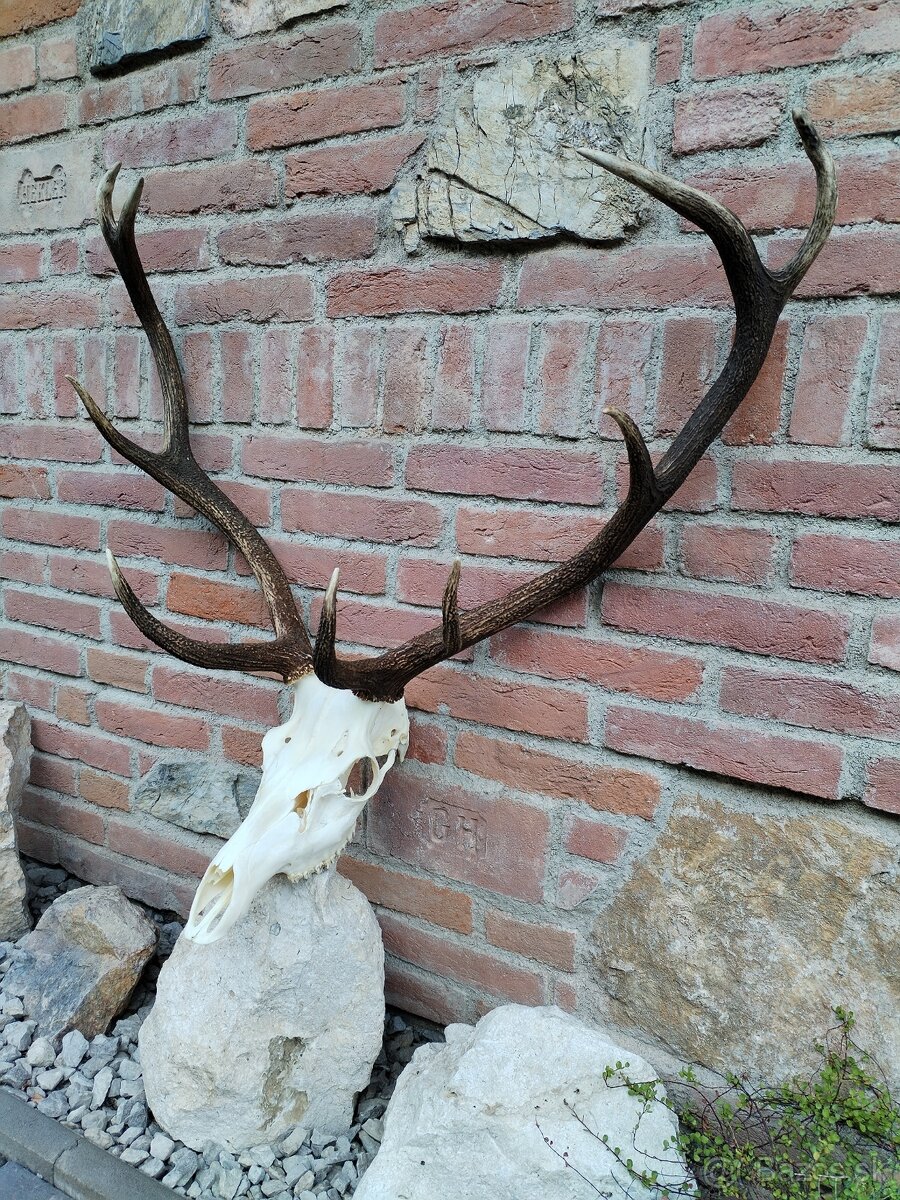 Trofej jeleňa parozie
