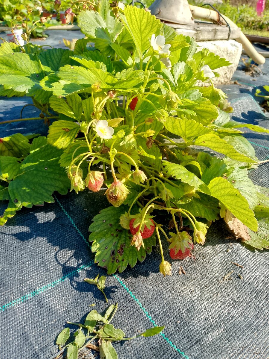 Planty jahôd viackrát rodiacich