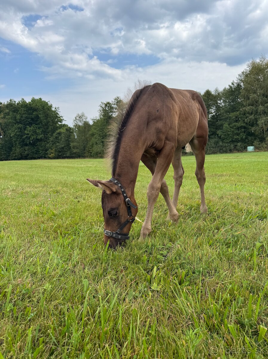American Quarter Horse hřebec ve zbarvení silver champagne