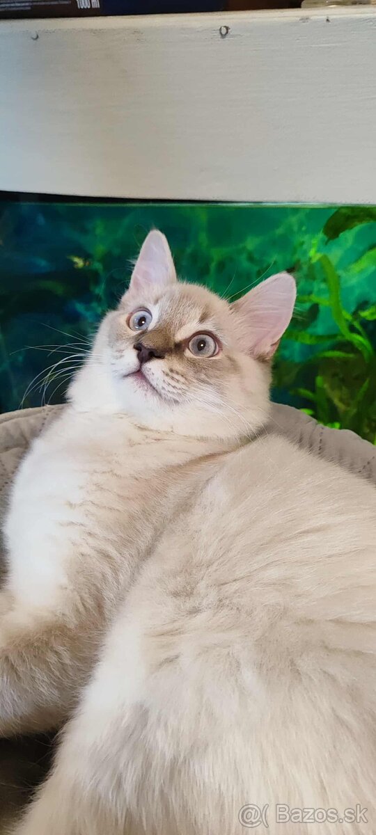Ragdoll kocúrik bez PP