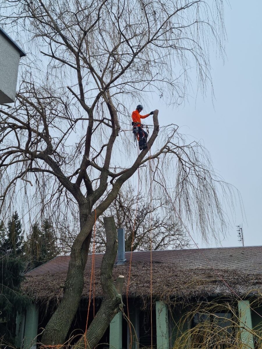 Orezávanie stromov, rizikový výrub stromov, pilčícke práce