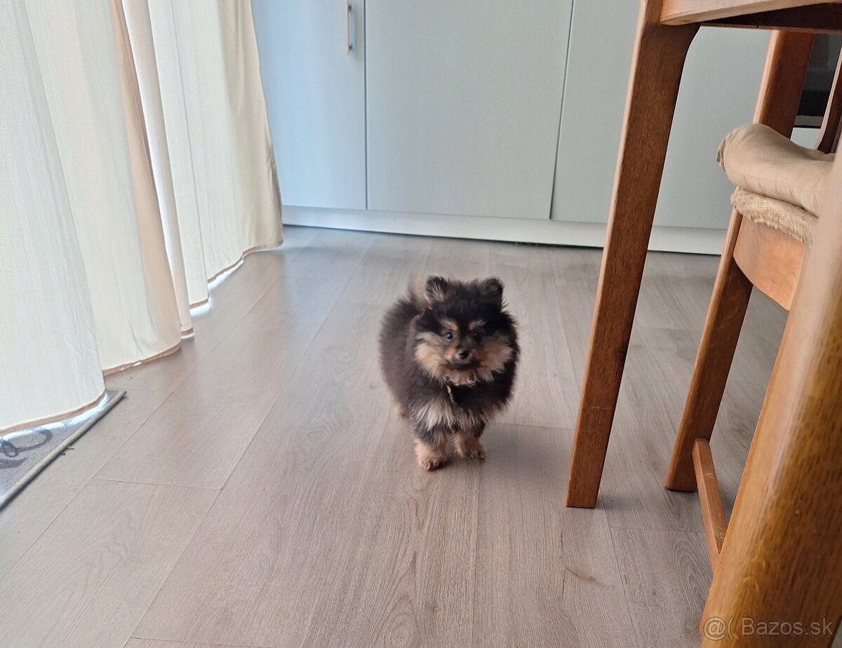 Pomerian - pomeranian