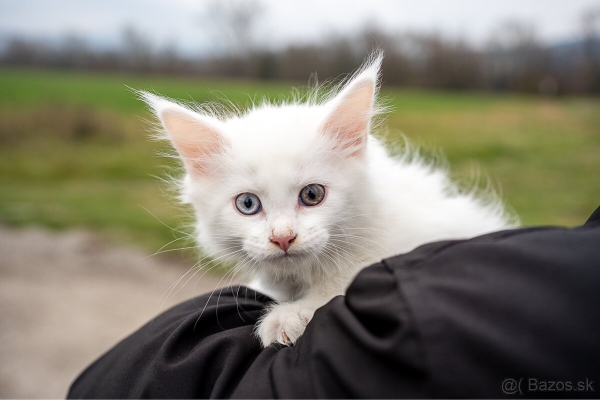 Mačiatka maine coon