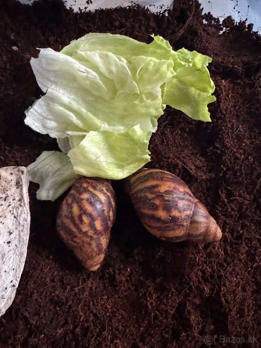 Archachatina marginata ovum nigeria acromelanic