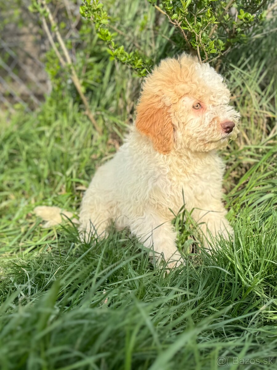 Lagotto romagnolo psici s PP