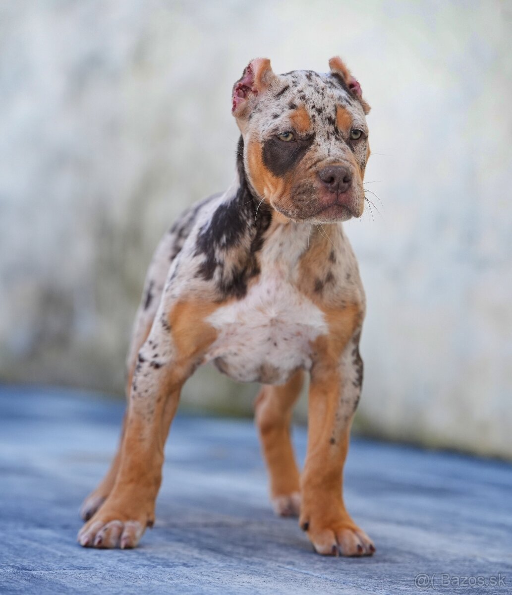 American bully xl, pitbull xxl merle tricolor k odberu