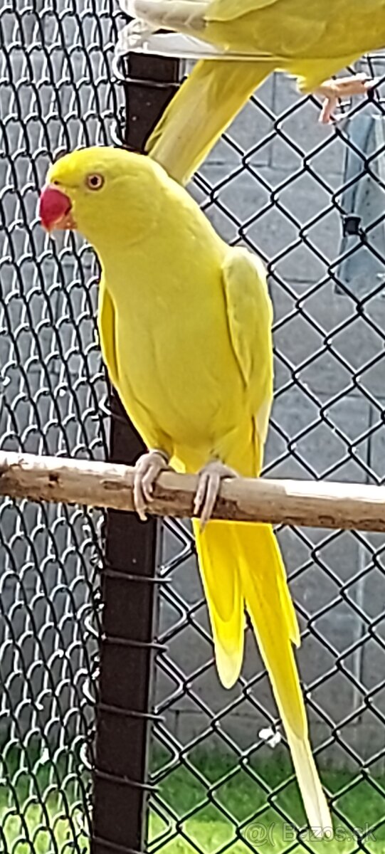 alexander