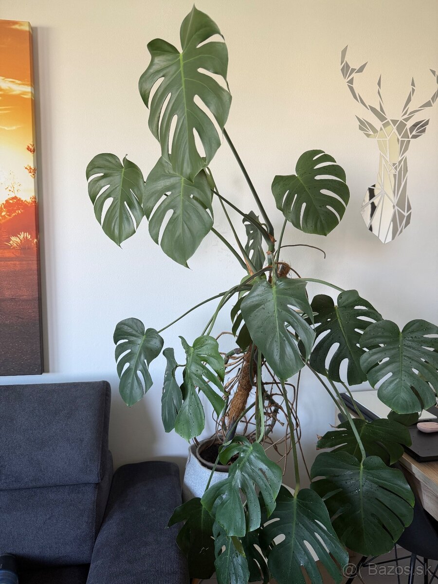 Monstera deliciosa