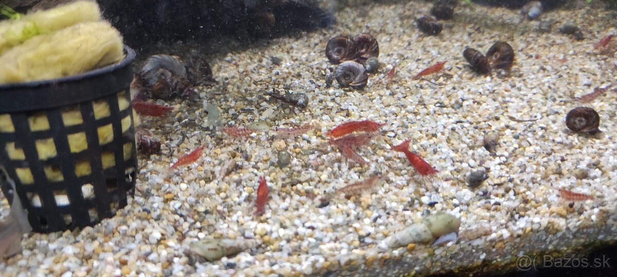 krevetky Neocaridina - Red Cherry