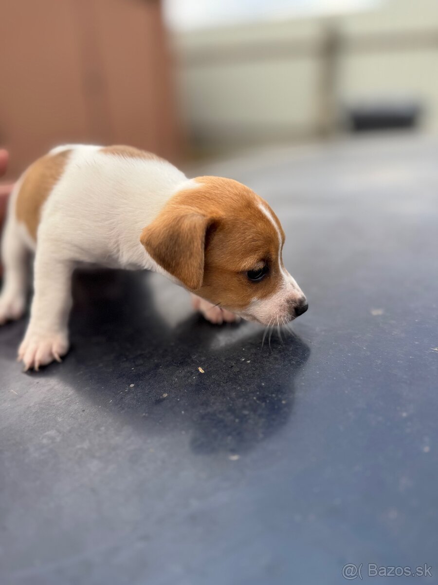 Jack Russel Terrier čistokrvné šteniatka