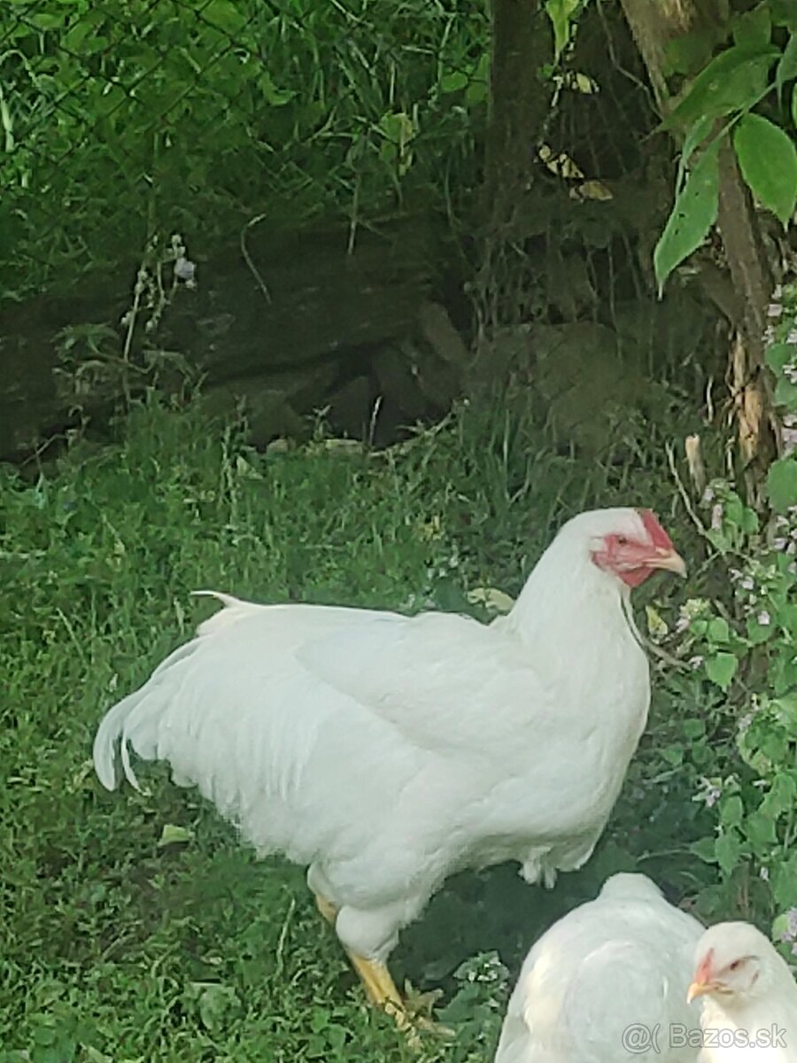 Predám kohúta alebo vymenim