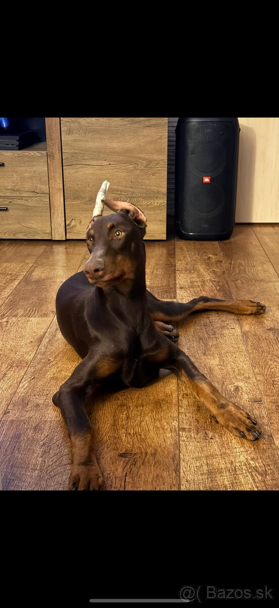 Doberman fena