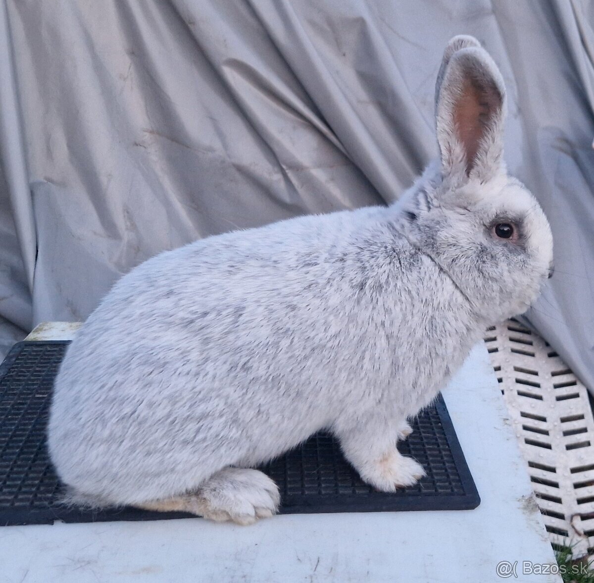 Velky svetly strieborny - samec