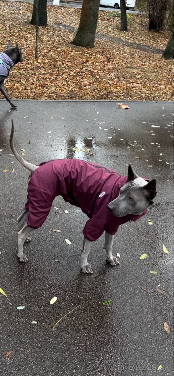 Psí overal – dažďovka 3XL