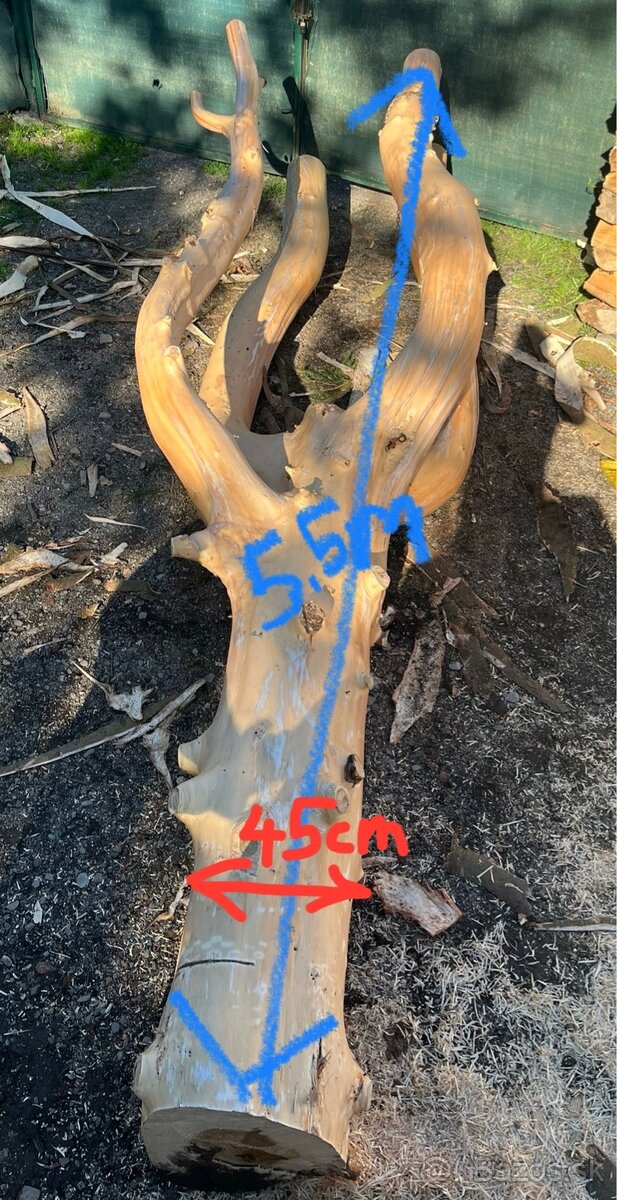 Samorast Smrekova koruna