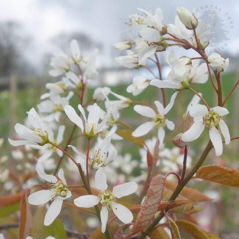 predám amelanchier