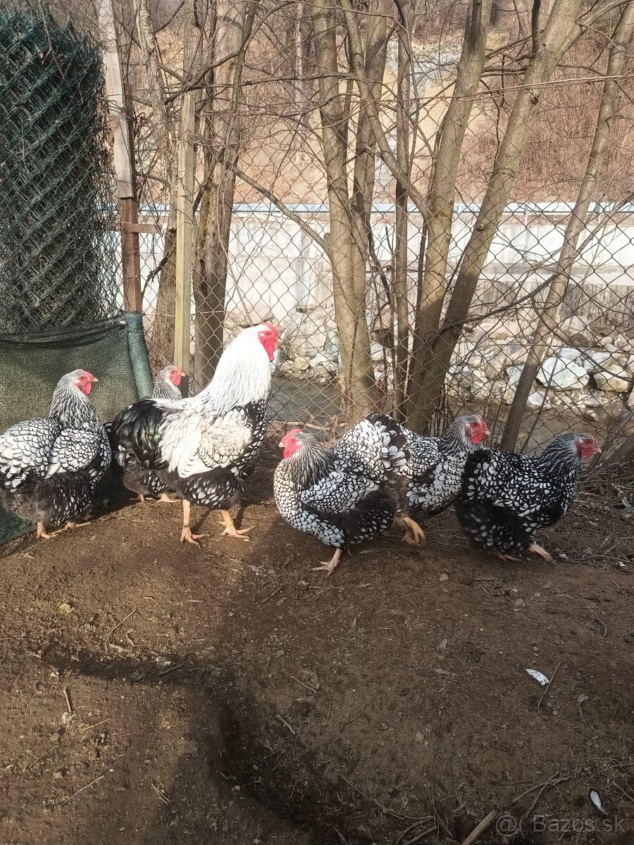Násadove vajcia wyandotka SČL, leghorn, vlaska jarabicia