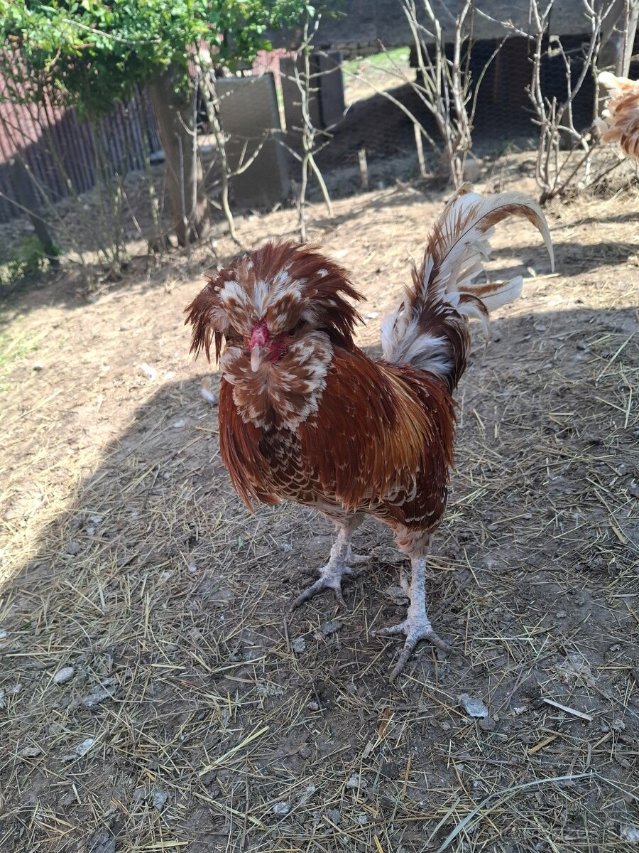 Predaj - paduánky