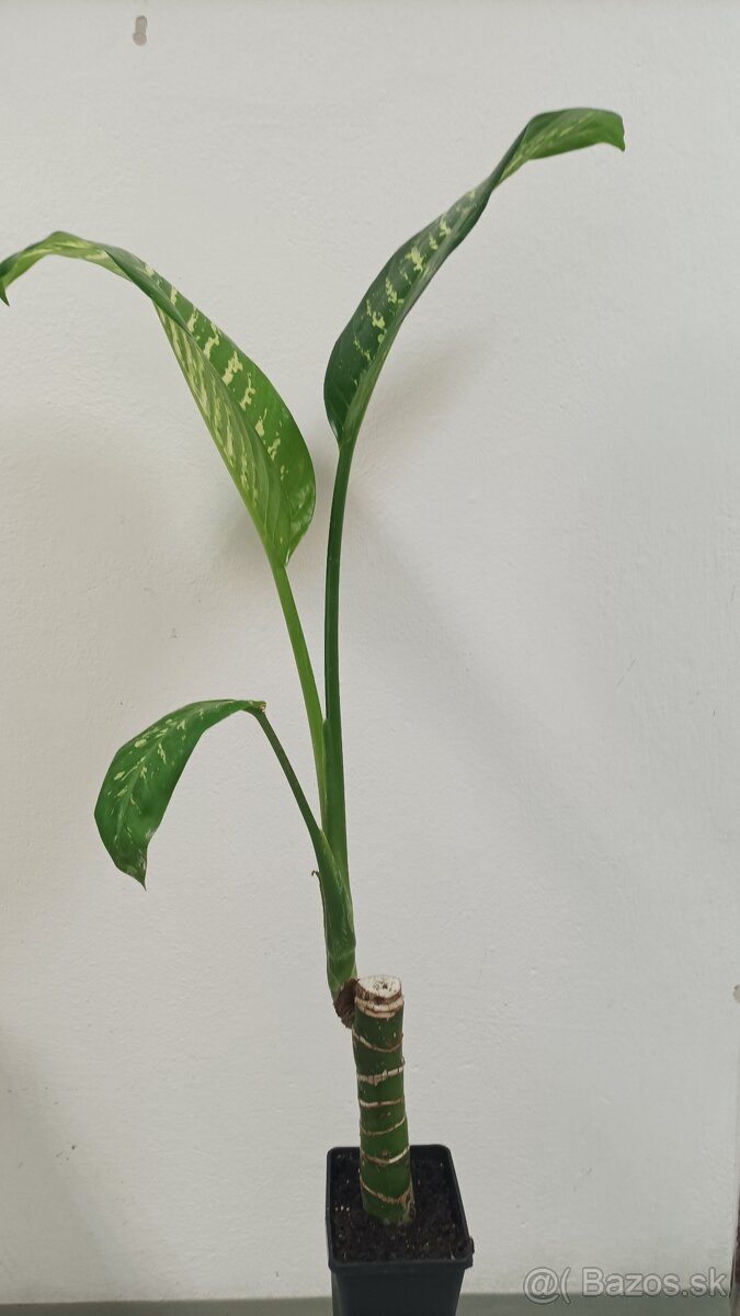 Dieffenbachia - Difenbachia -