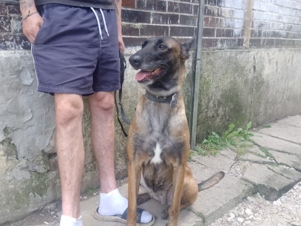 Belgický ovčiak Malinois