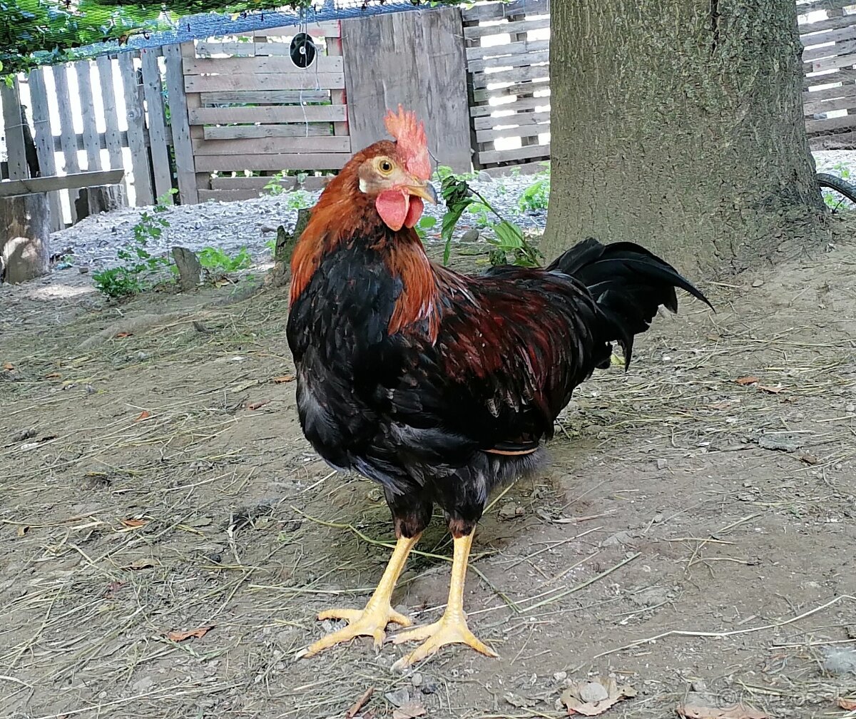 Kohuty