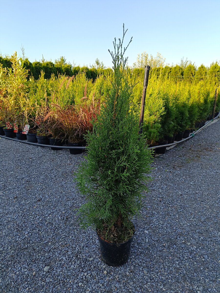 Tuja smaragdova 60cm