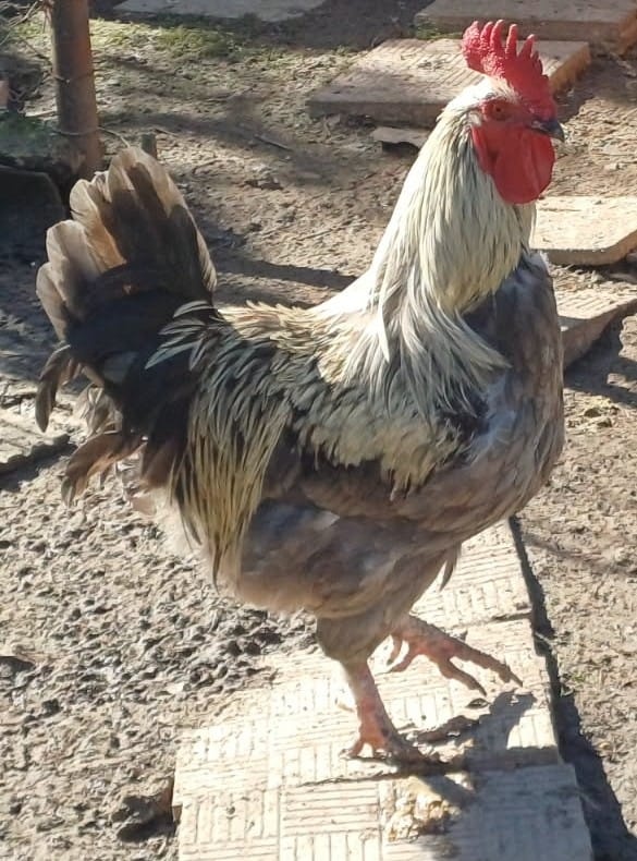 Marans striebrokrký modrý