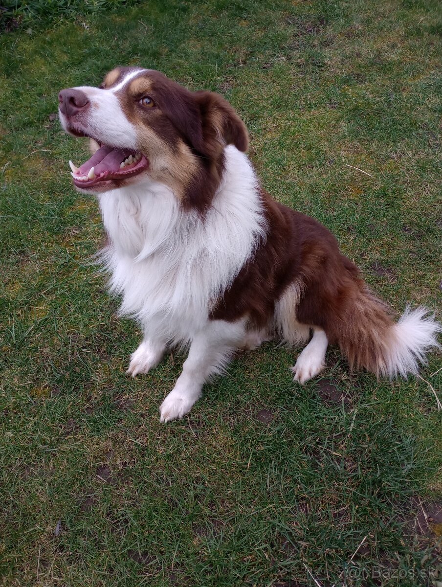 Border kólia - hnedo biely pes s pálením