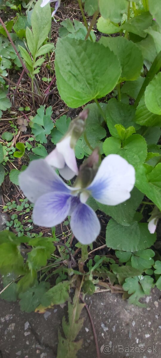 Fialka motýľková.odorata