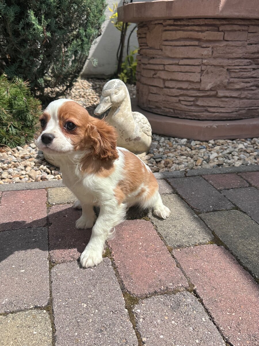 Cavalier king charles španiel, kavalier
