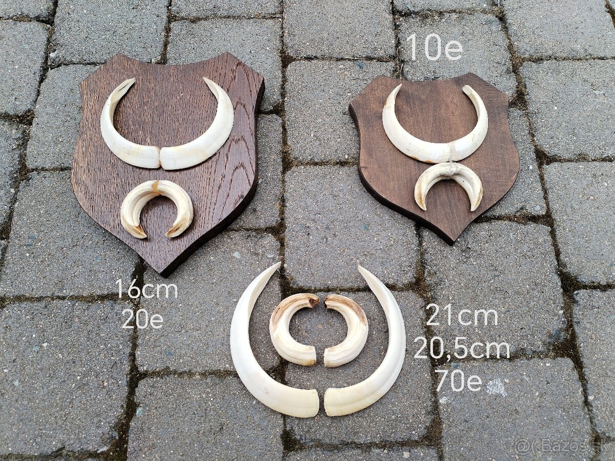 Trofeje kly diviak