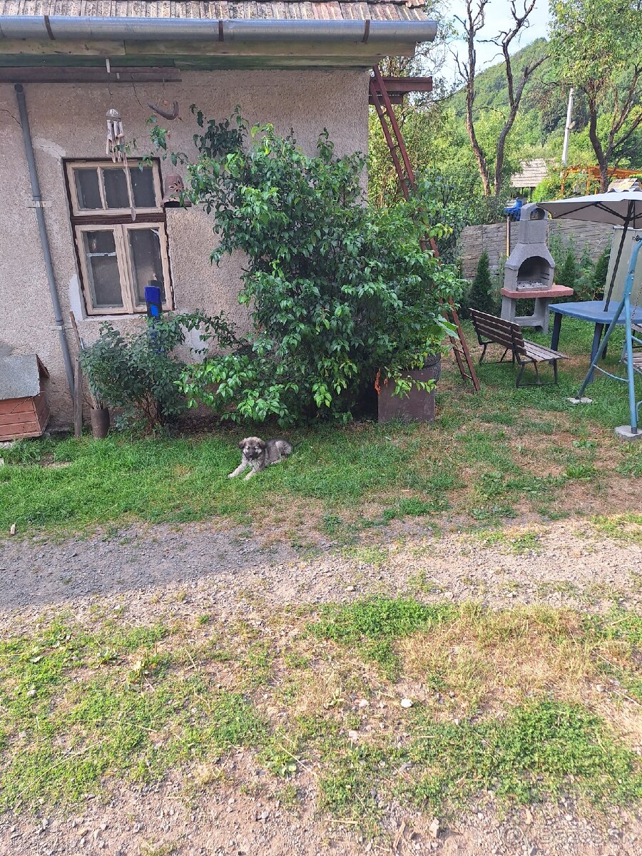 Kríženec Čuvač, Vlčiak, Husky