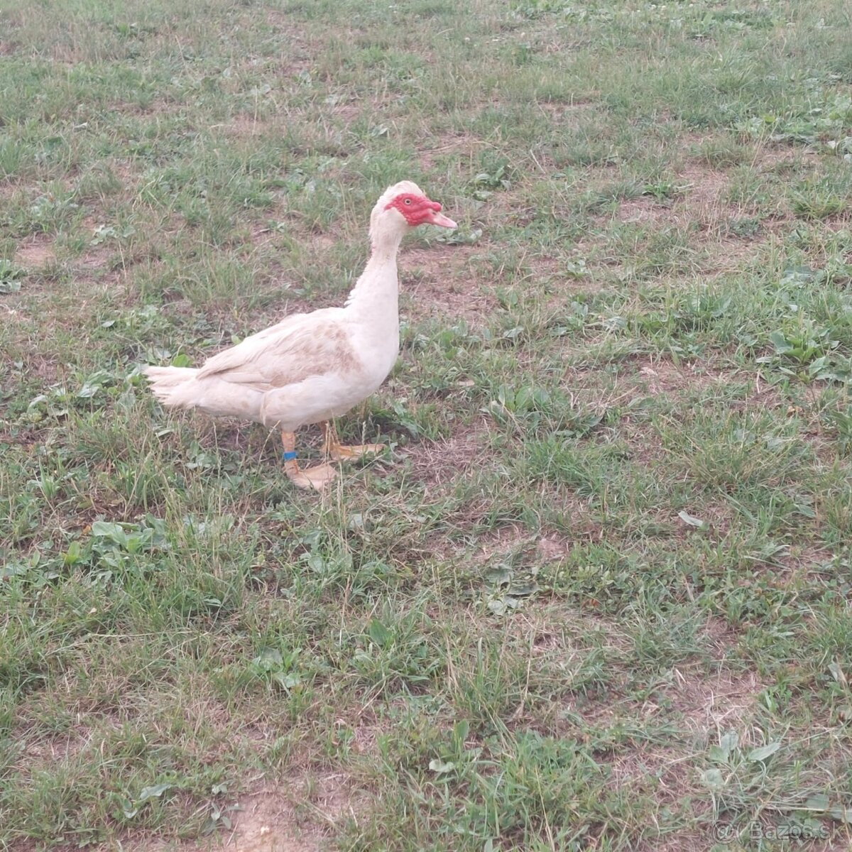 Káčer