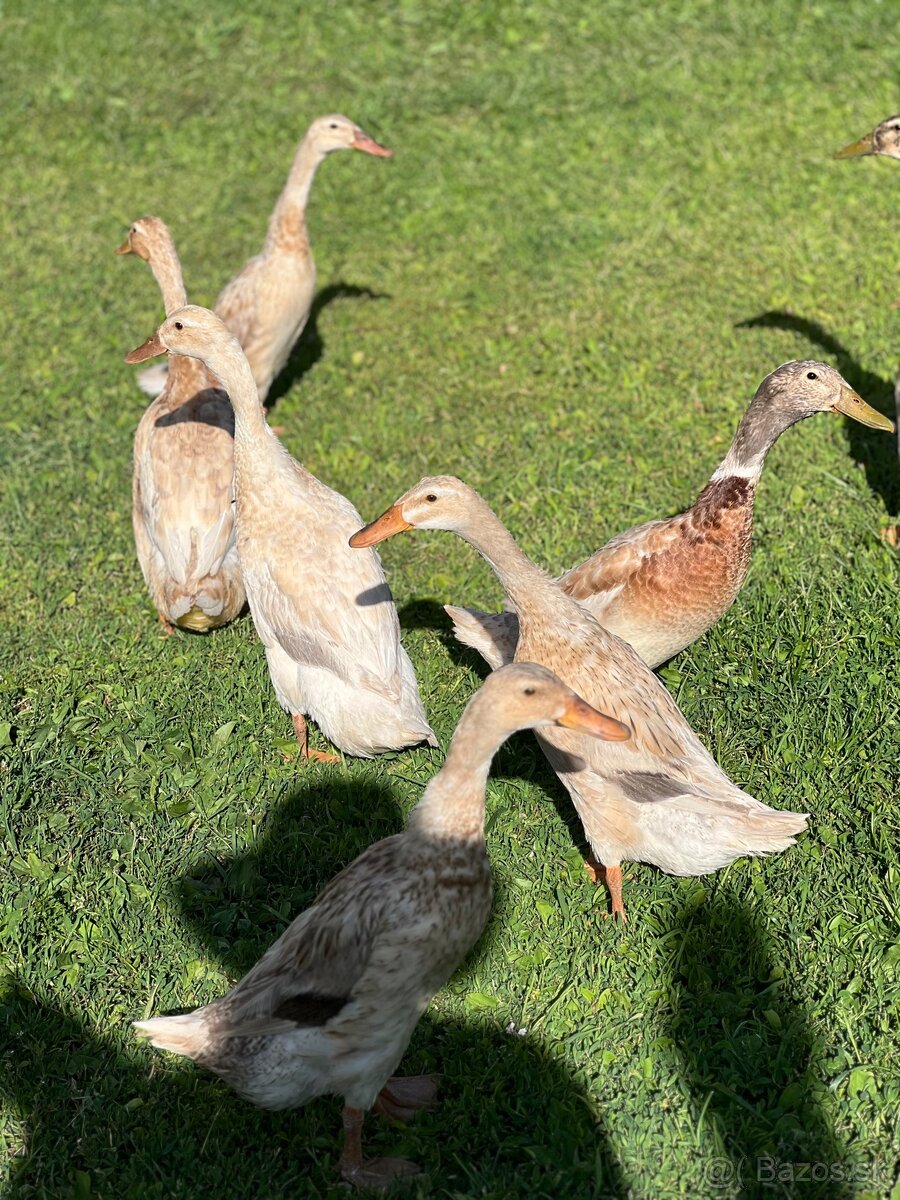 Dospelé indické bežce
