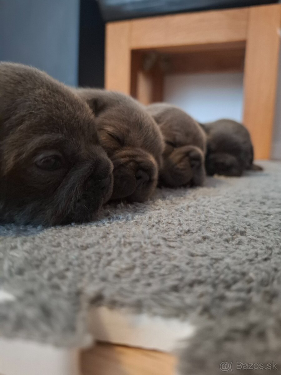 Francuzsky buldoček