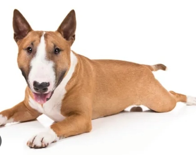 Kúpim mini bullteriera fenka.