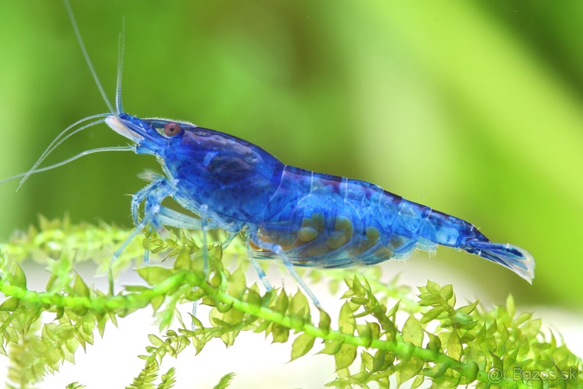 Neocaridina krevety selektované