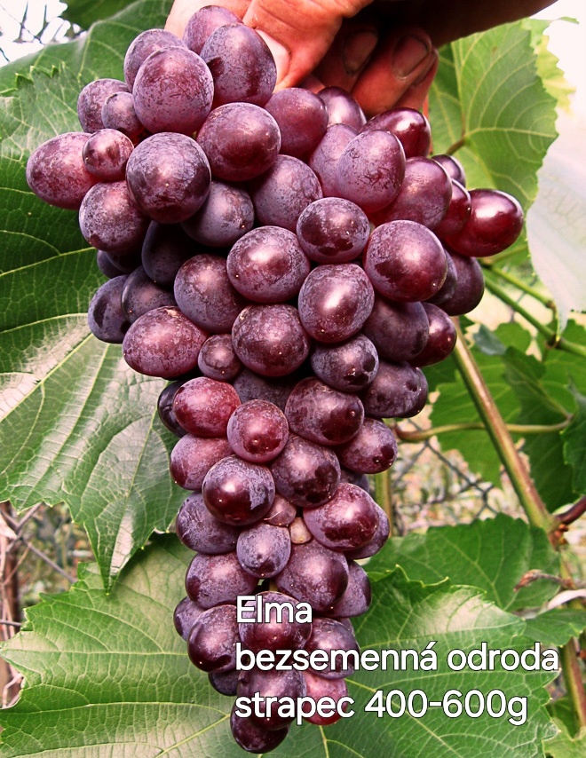 Sadenice viniča, vinič, hrozno