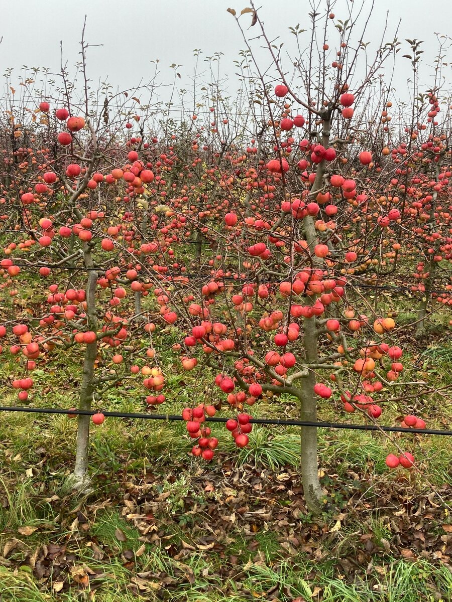 Predaj jablk na kvas