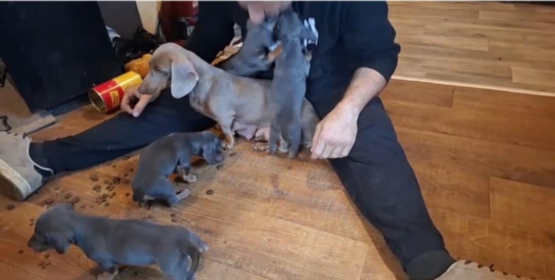 Jazvečik  trpazlici