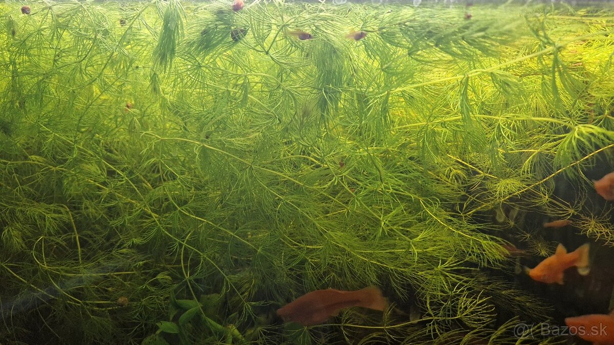 Darujem ,plávajúce rastlinky rožkatec