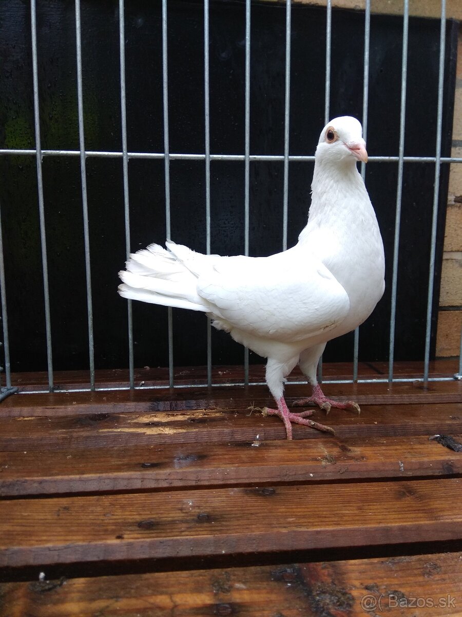 Biele poštové holuby