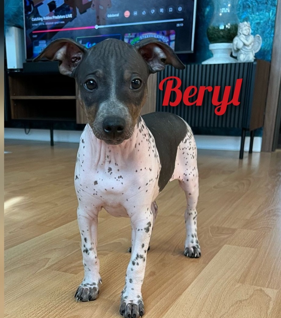 Americký bezsrstý teriér SK
