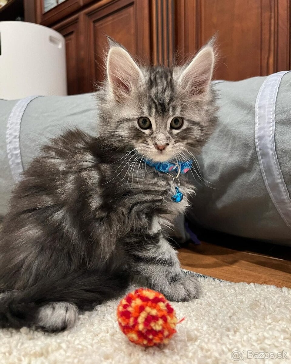 Krásne mačiatka plemena Maine Coon