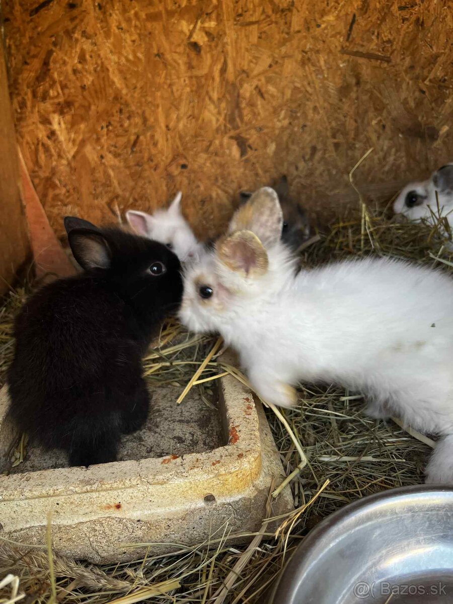 Predám teddy zajačiky/zajace/králiky