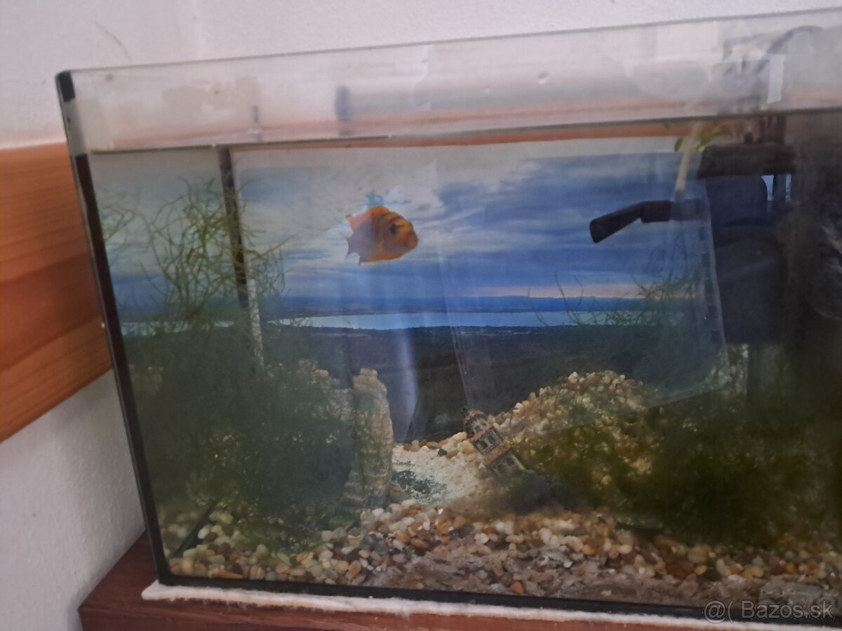 Predám akvárium s rybičkami