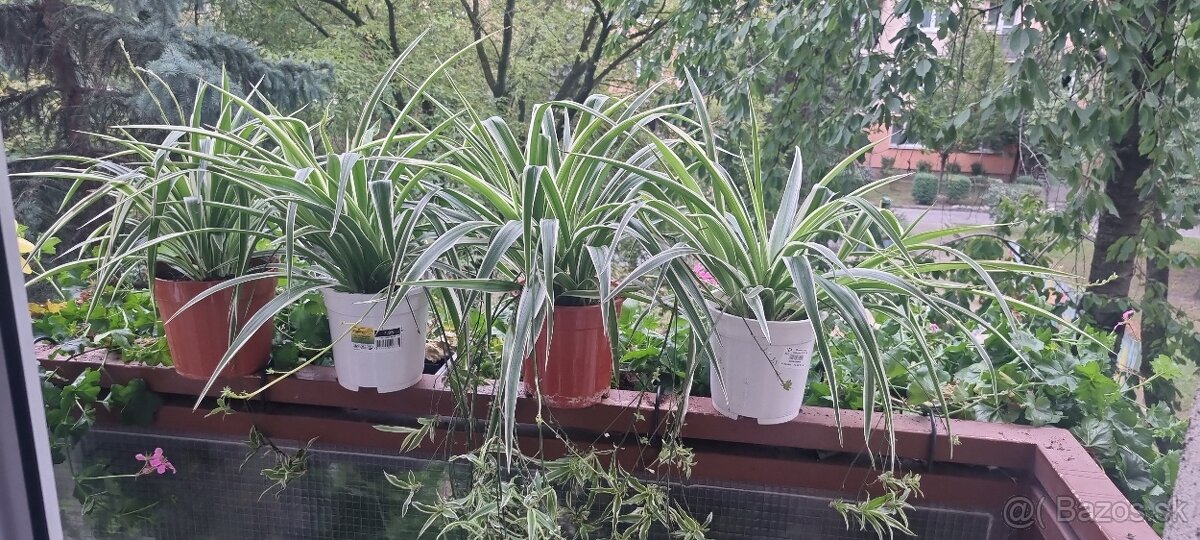 Izbová rastlina Zelenec