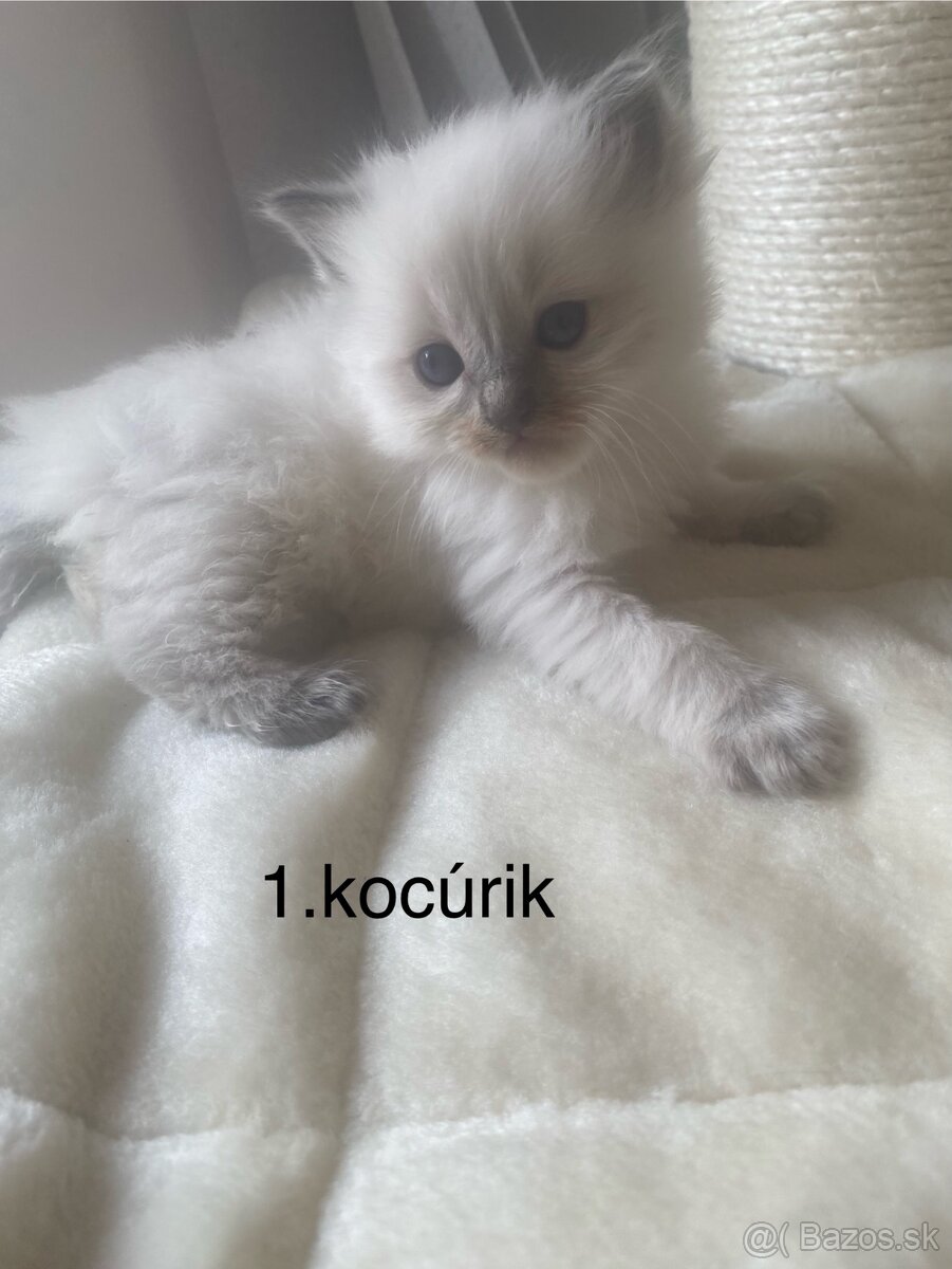 Ragdoll mačiatka bez PP