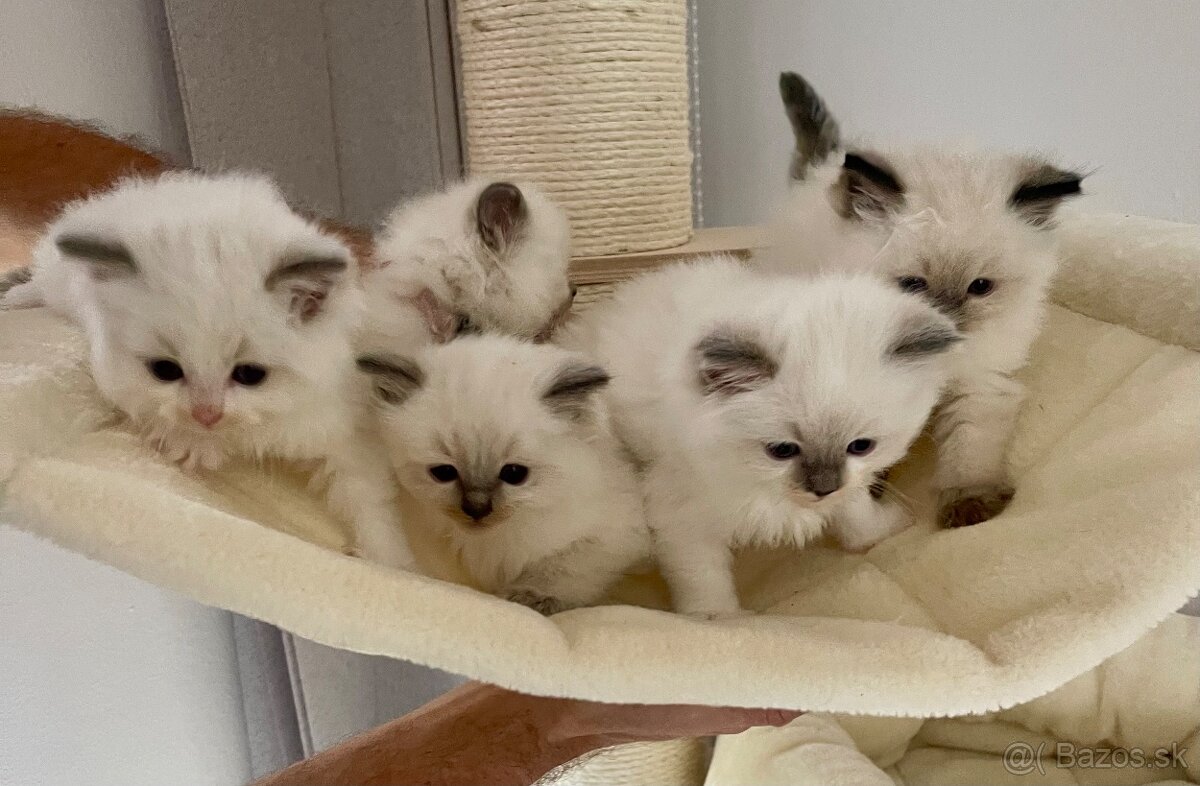 Ragdoll mačiatka bez PP-poslední 3 voľní kocúrikovia